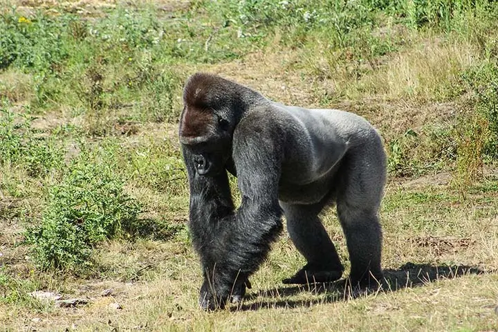 western lowland gorilla